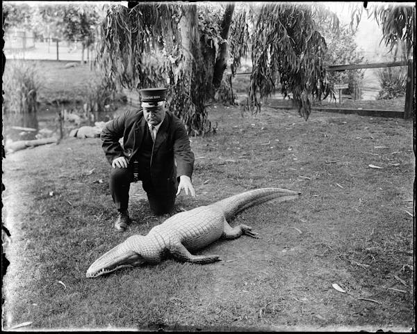 Photograph of LA alligator farm