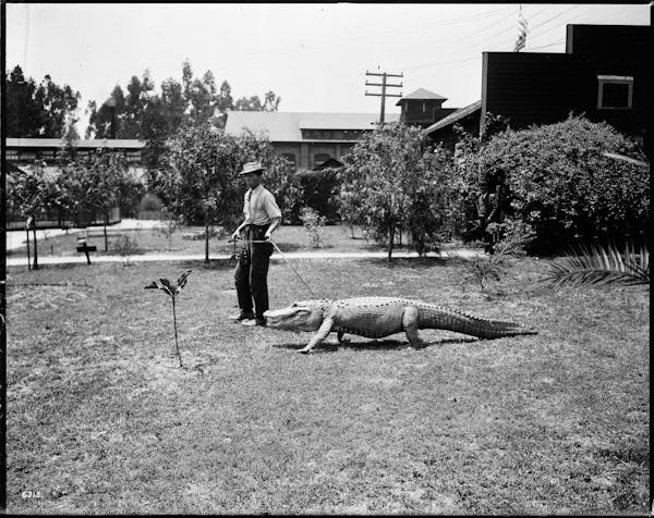 Photograph of LA alligator farm