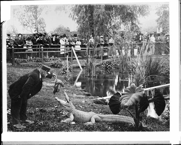 Photograph of LA alligator farm