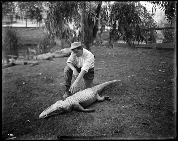 Photograph of LA alligator farm