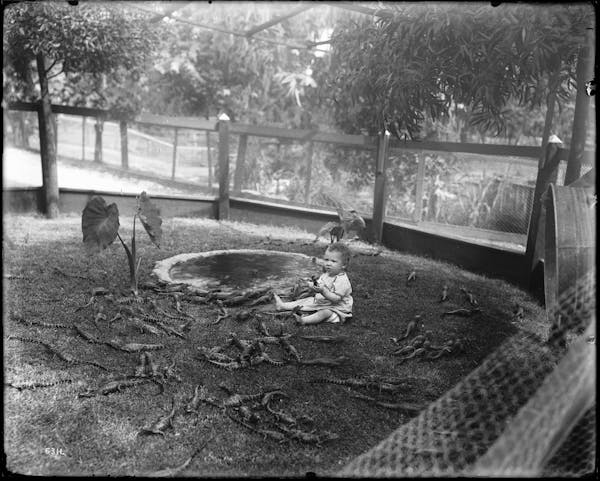 Photograph of LA alligator farm