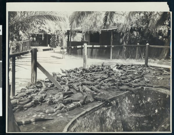 Photograph of LA alligator farm