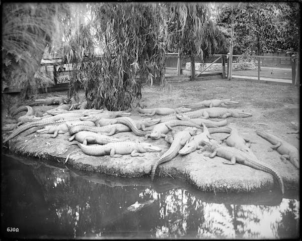 Photograph of LA alligator farm