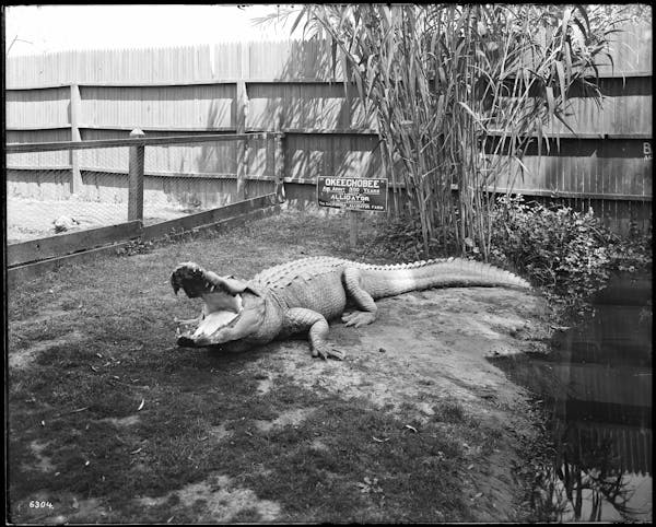 Photograph of LA alligator farm