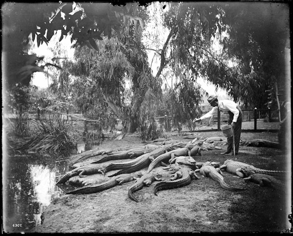 Photograph of LA alligator farm