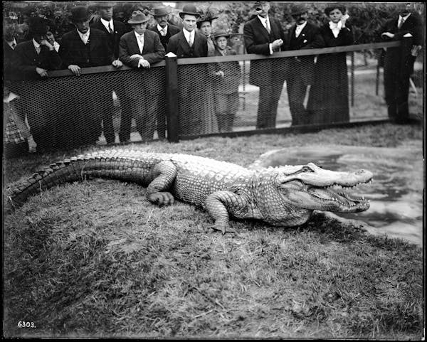 Photograph of LA alligator farm