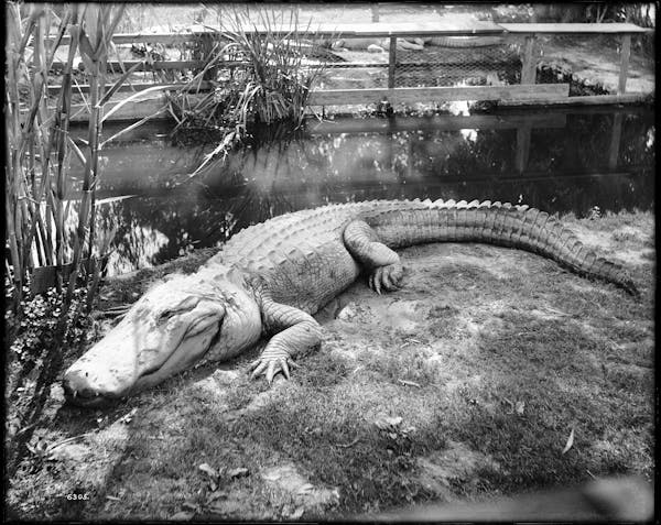 Photograph of LA alligator farm