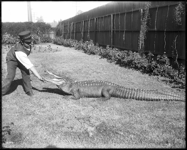 Photograph of LA alligator farm