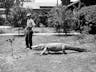 Photographs of the Los Angeles Alligator Farm (ca. 1907)