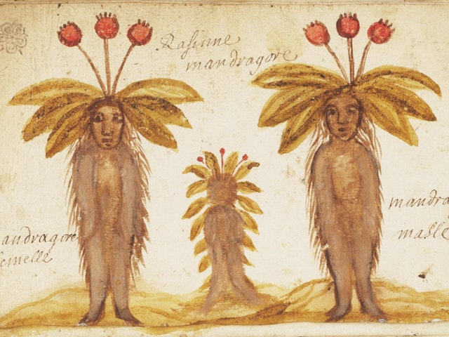 Love Spells and Deadly Shrieks: Illustrations of Mandrakes (ca. 650–1927)