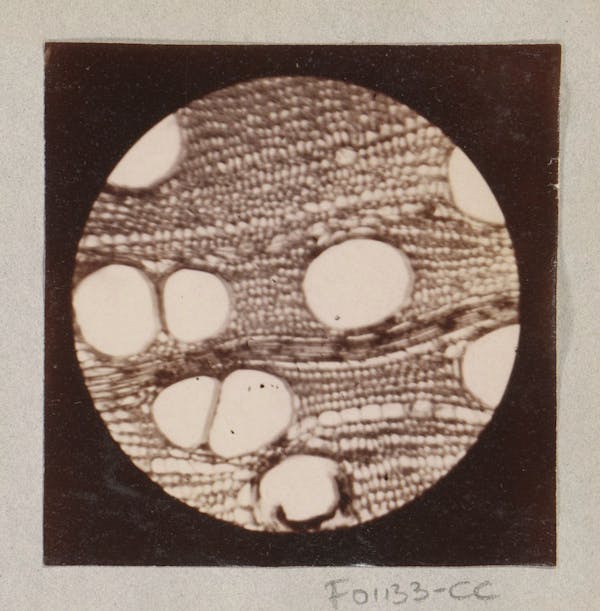 Microscopy image