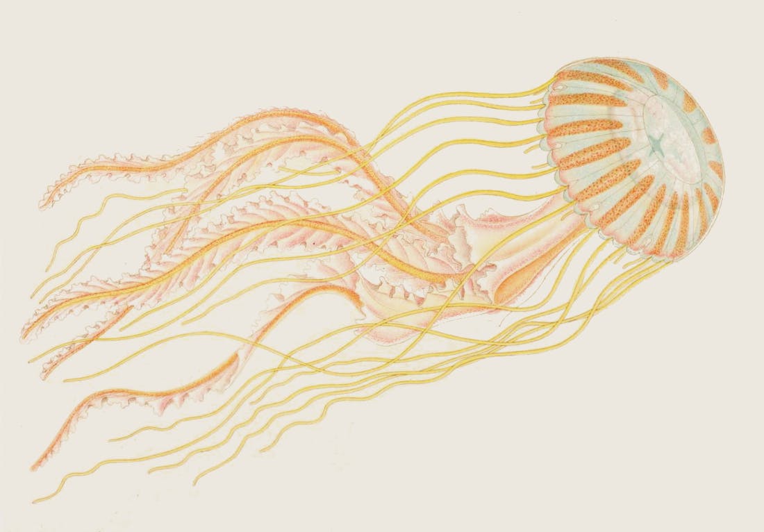 Illustration of jellyfish