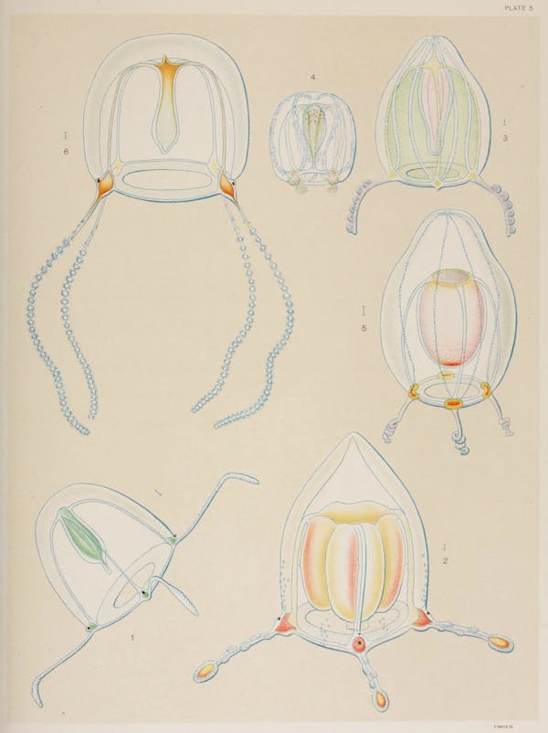 Illustration of jellyfish