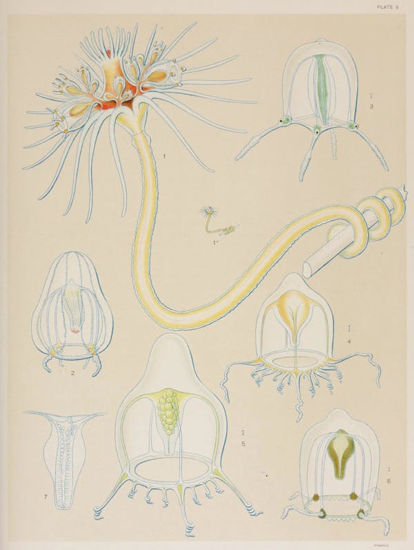 Illustration of jellyfish