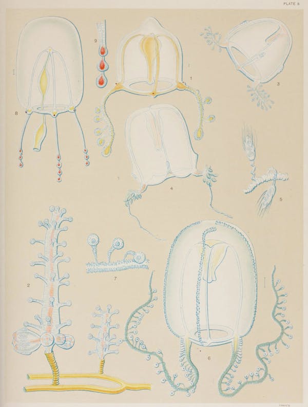 Illustration of jellyfish