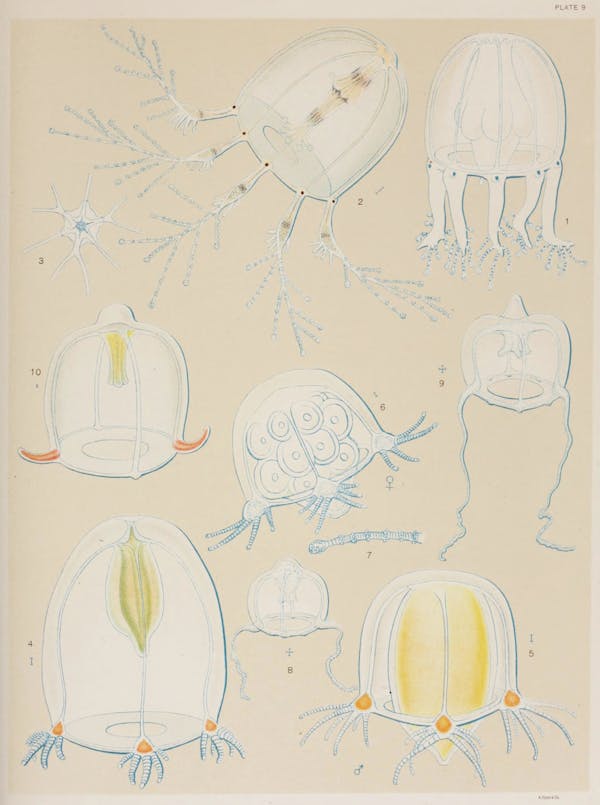 Illustration of jellyfish