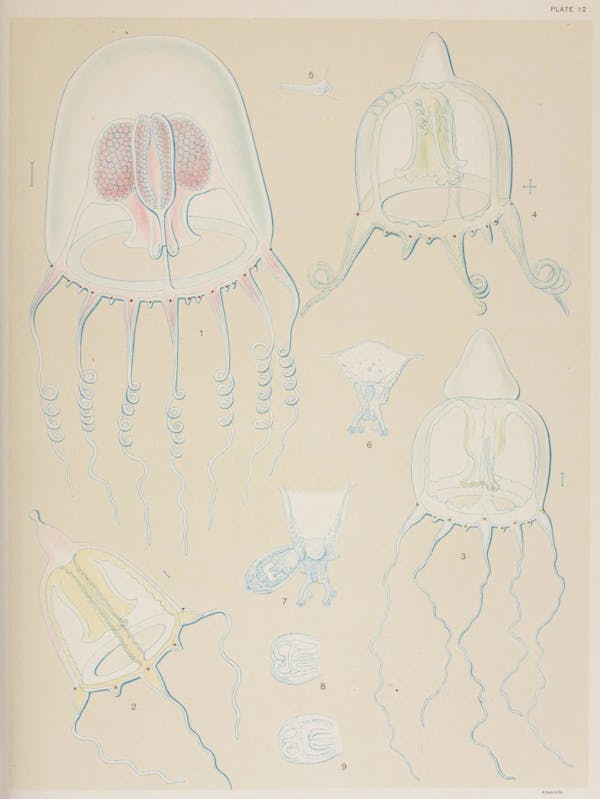 Illustration of jellyfish