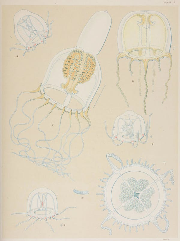 Illustration of jellyfish