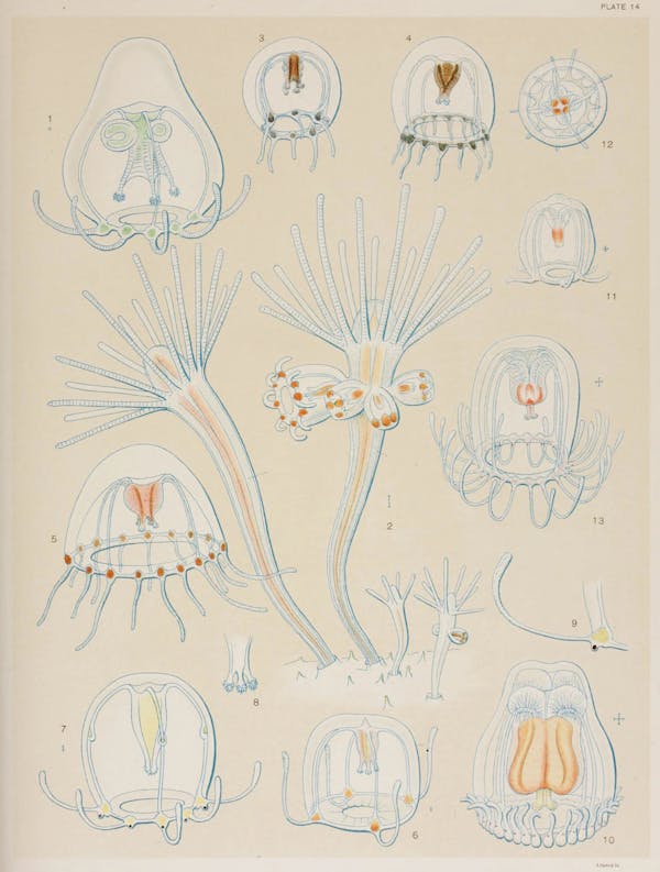 Illustration of jellyfish