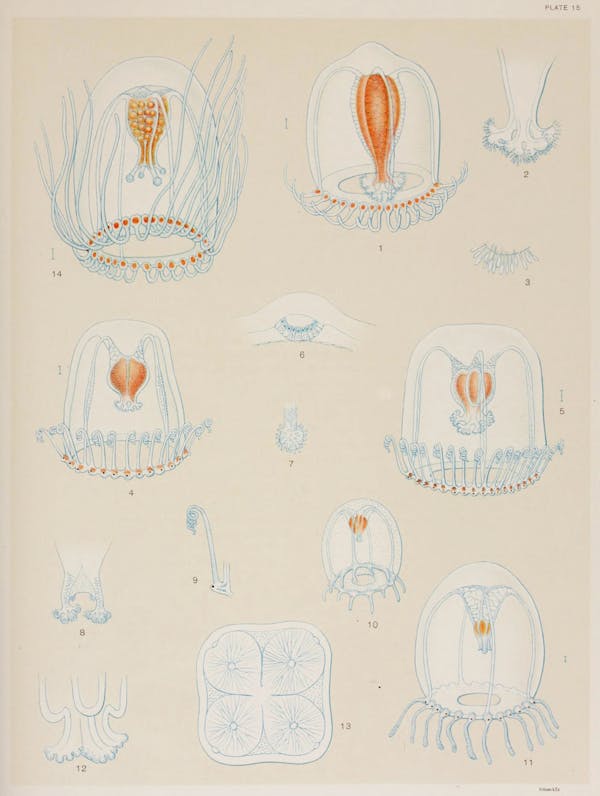 Illustration of jellyfish