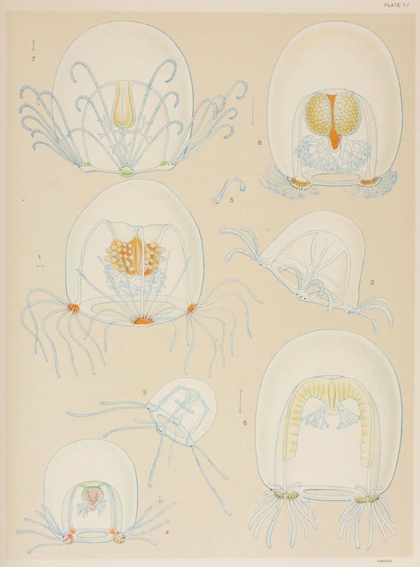 Illustration of jellyfish