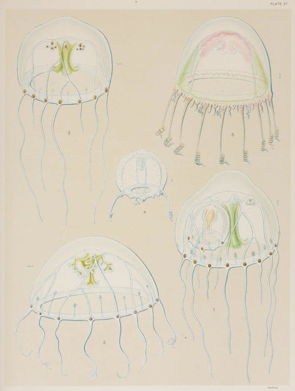 Illustration of jellyfish