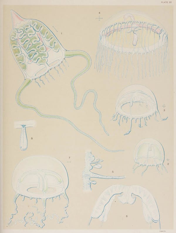 Illustration of jellyfish