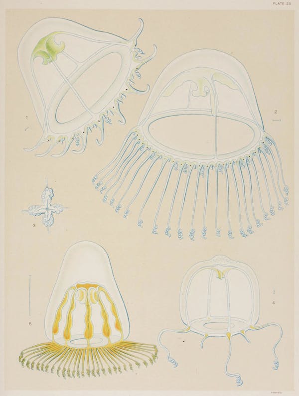 Illustration of jellyfish