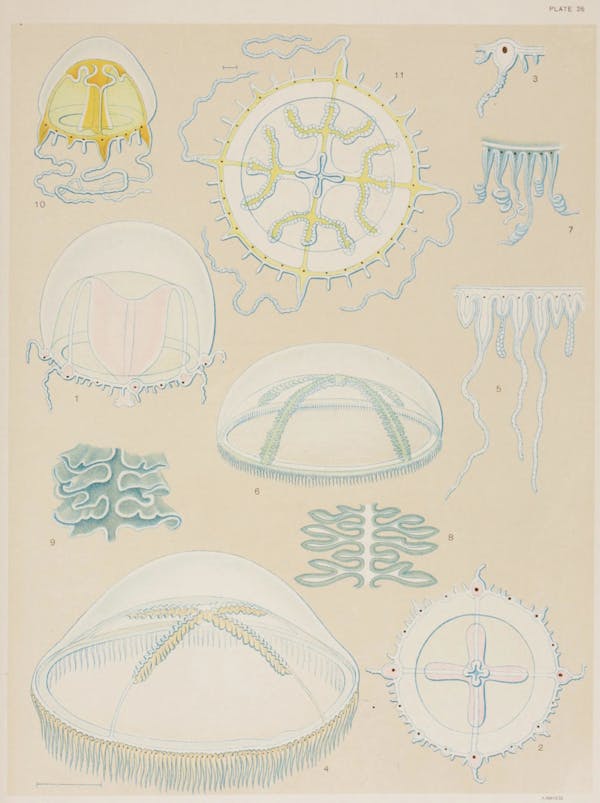 Illustration of jellyfish