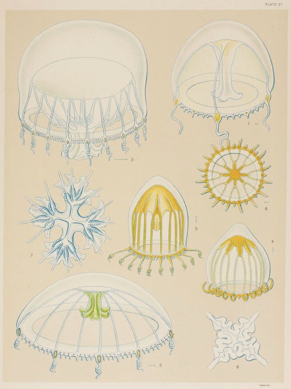 Illustration of jellyfish