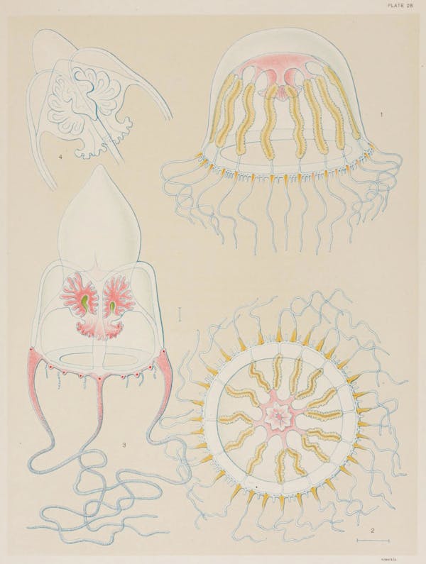 Illustration of jellyfish