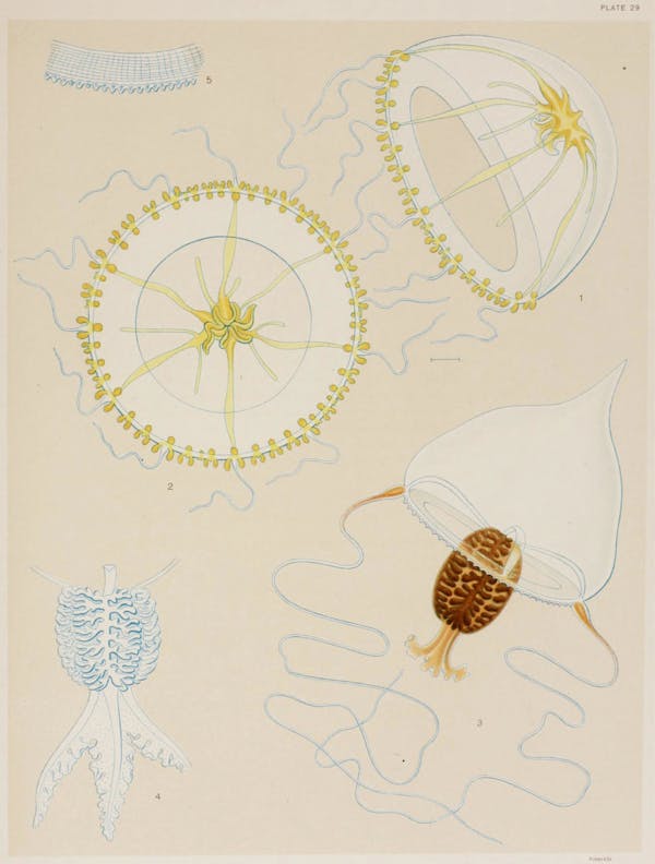 Illustration of jellyfish