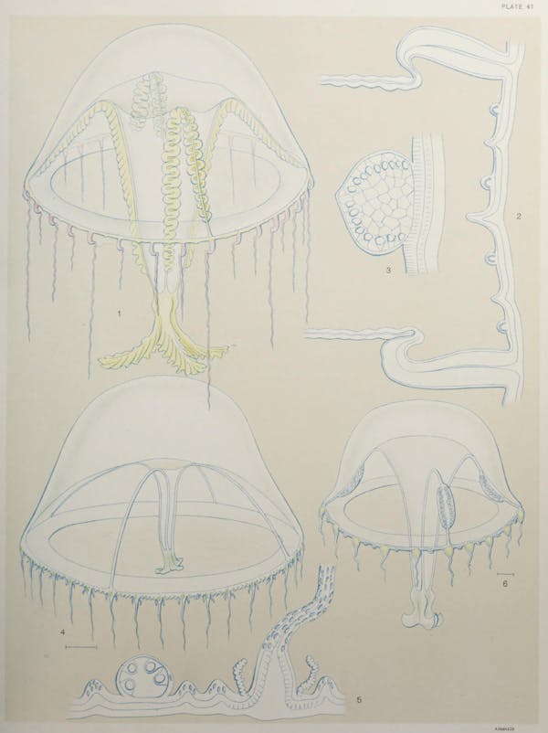 Illustration of jellyfish