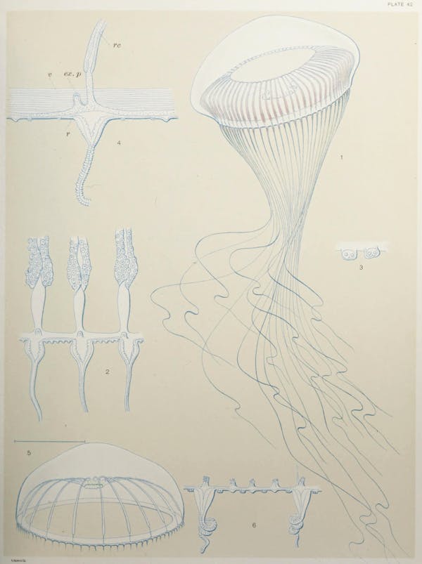 Illustration of jellyfish