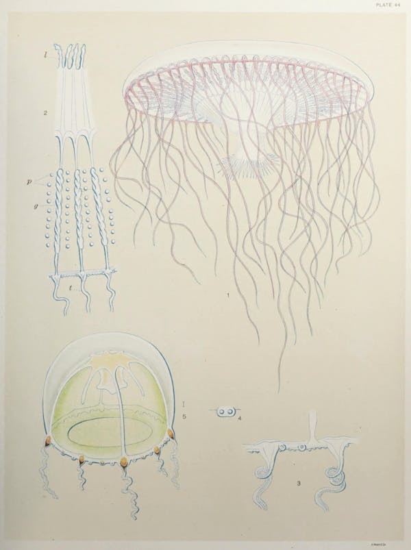 Illustration of jellyfish