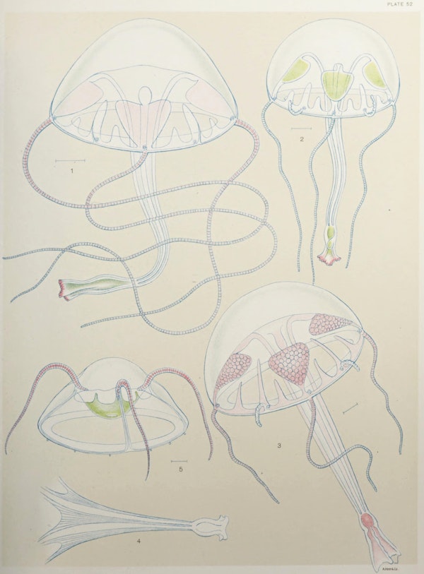Illustration of jellyfish
