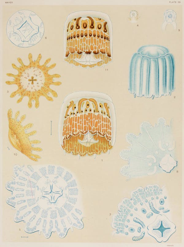 Illustration of jellyfish