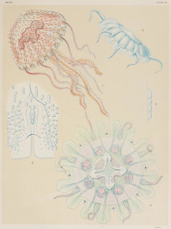 Illustration of jellyfish