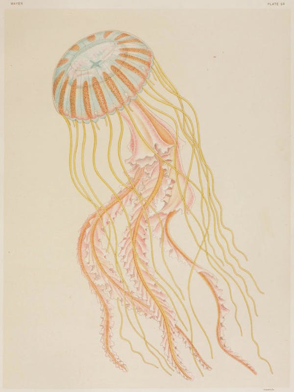 Illustration of jellyfish