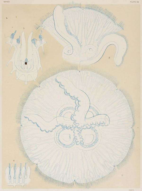 Illustration of jellyfish