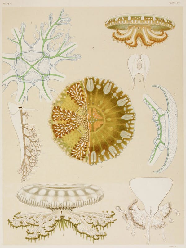 Illustration of jellyfish