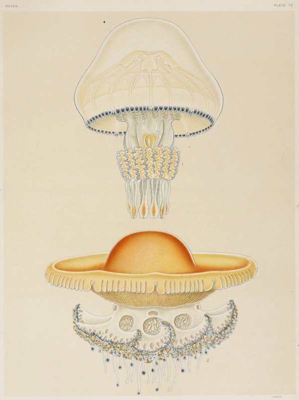 Illustration of jellyfish