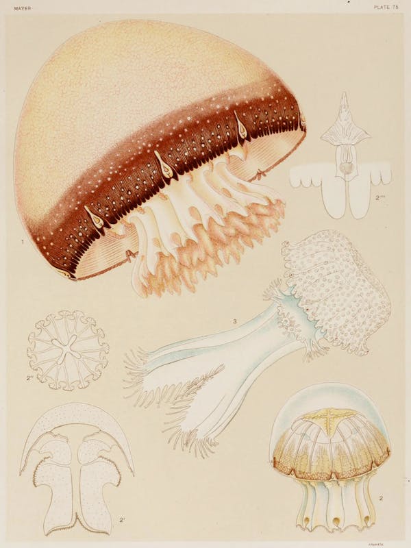 Illustration of jellyfish