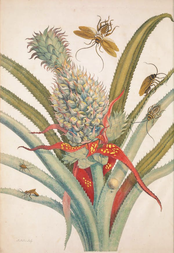 Illustration of a plant with insects