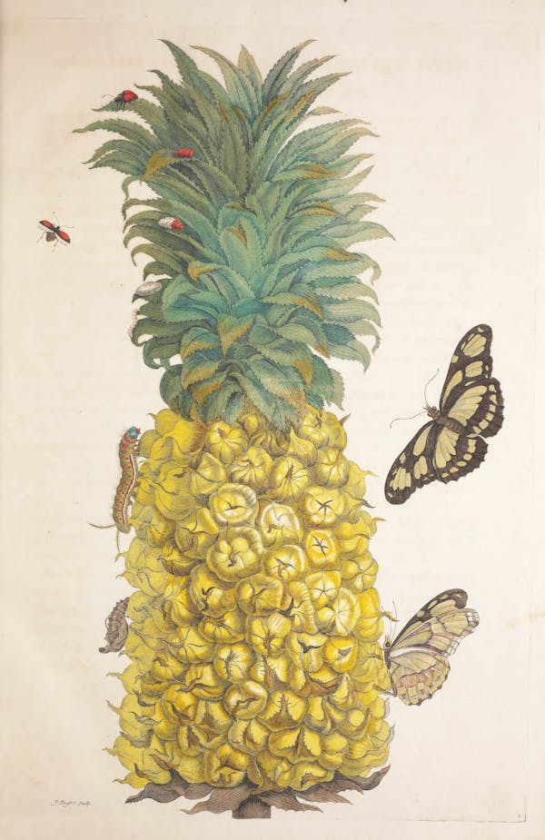 Illustration of a plant with insects