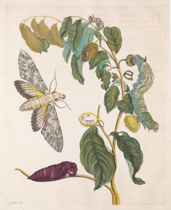 Illustration of a plant with insects