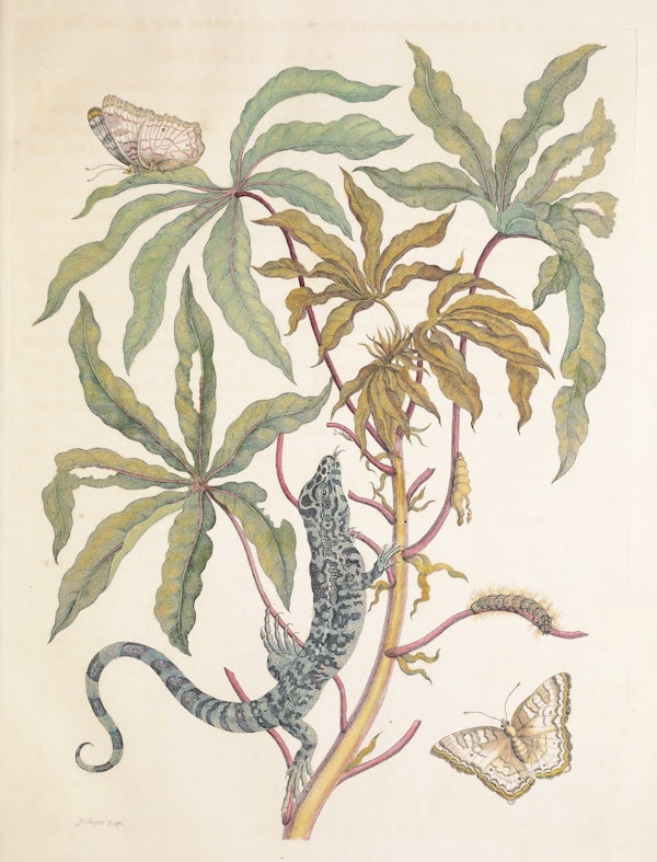 Illustration of a plant with insects