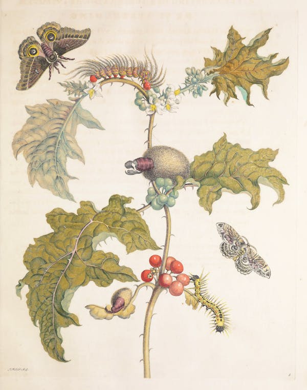 Illustration of a plant with insects