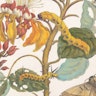 Maria Sibylla Merian’s *Metamorphosis Insectorum Surinamensium* (1705)