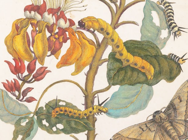 Yellow caterpillars crawl on green leaves near red and yellow flowers, with part of a brown moth visible in the corner.